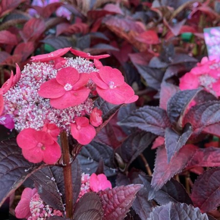 Hortensia serrata Daredevil - Arbusti ornamentali - AgroDenmar.ro