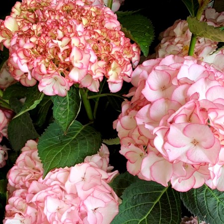 Hortensia Sabrina® - Arbusti ornamentali - AgroDenmar.ro
