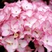 Hortensia Sabrina® - Arbusti ornamentali - AgroDenmar.ro