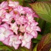 Hortensia Sabrina® - Arbusti ornamentali - AgroDenmar.ro