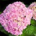Hortensia macrophylla You & Me Perfection® - Arbusti ornamentali - AgroDenmar.ro