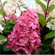 Hortensia paniculata Pinky Winky - tip copac