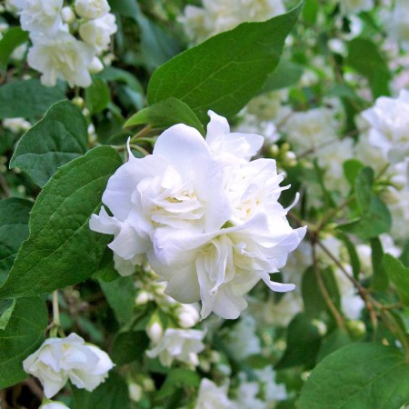 Iasomie batuta - Virginal 40 - 60 cm - Arbusti ornamentali - AgroDenmar.ro