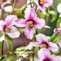 Iasomie Petite Perfume Pink