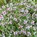 Iasomie Petite Perfume Pink - Arbusti ornamentali - AgroDenmar.ro