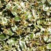 Ilex aquifolium Argenteomarginata - tip copac - Arbusti ornamentali - AgroDenmar.ro Ilex aquifolium Argenteomarginata - tip copac - Arbusti ornamentali - AgroDenmar.ro