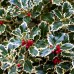 Ilex aquifolium Argenteomarginata - tip copac - Arbusti ornamentali - AgroDenmar.ro Ilex aquifolium Argenteomarginata - tip copac - Arbusti ornamentali - AgroDenmar.ro