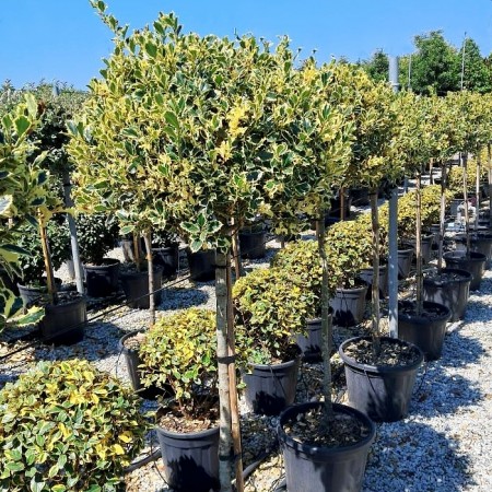 Ilex aquifolium Argenteomarginata - tip copac - Arbusti ornamentali - AgroDenmar.ro Ilex aquifolium Argenteomarginata - tip copac - Arbusti ornamentali - AgroDenmar.ro
