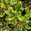 Ilex aquifolium Madame Briot