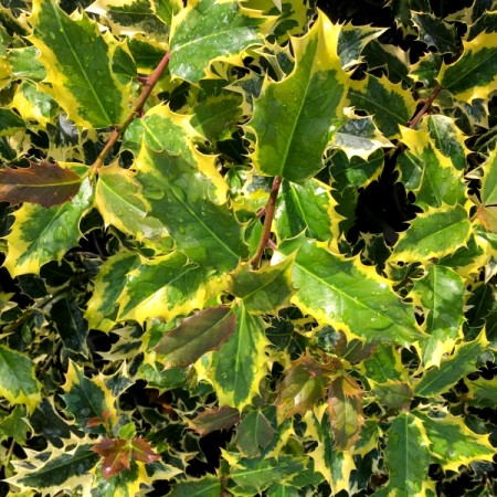 Ilex aquifolium Madame Briot - Arbusti ornamentali - AgroDenmar.ro