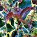 Ilex aquifolium Madame Briot - Arbusti ornamentali - AgroDenmar.ro