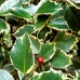 Ilex aquifolium Madame Briot - Arbusti ornamentali - AgroDenmar.ro
