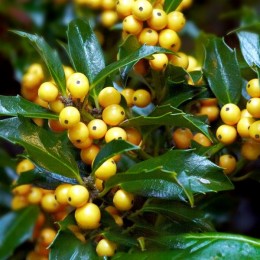Ilex Golden Girl Mesgolg - Arbusti ornamentali - AgroDenmar.ro