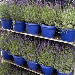 Lavanda Hidcote C11