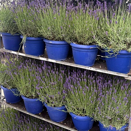 Lavanda Hidcote C11 - Plante ornamentale - AgroDenmar.ro