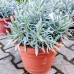 Lavandula angustifolia C10 - Plante ornamentale - AgroDenmar.ro