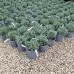 Lavandula angustifolia C3 - Plante ornamentale - AgroDenmar.ro