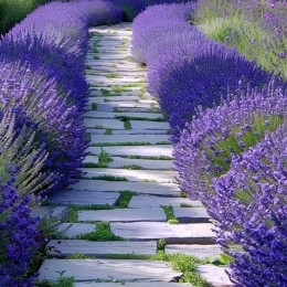 Lavandula angustifolia C3