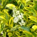 Ligustrum ovalifolium Aureum - Arbusti ornamentali - AgroDenmar.ro