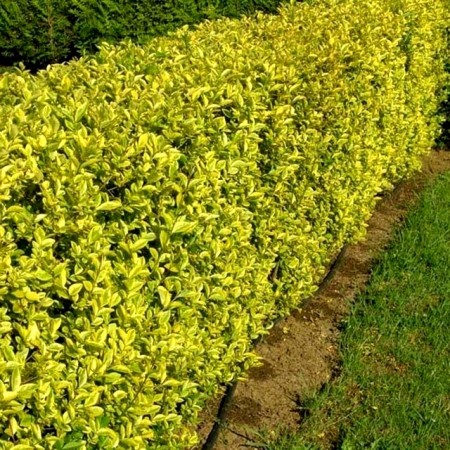 Ligustrum ovalifolium Aureum - Arbusti ornamentali - AgroDenmar.ro