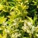 Ligustrum ovalifolium Aureum - Arbusti ornamentali - AgroDenmar.ro