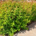 Ligustrum Green Screen