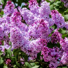 Liliac Belle de Nancy - tip pomisor - Arbusti ornamentali - AgroDenmar.ro