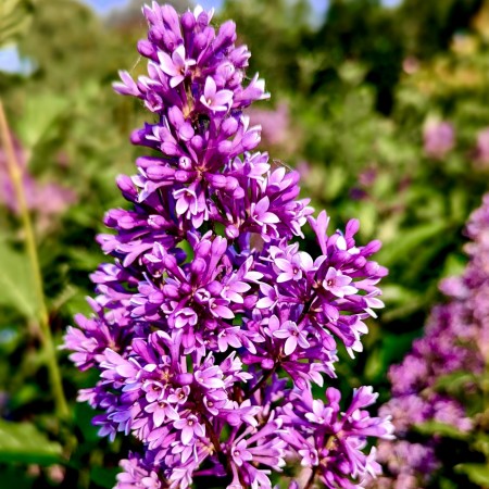 Liliac canadian Royalty - Arbusti ornamentali - AgroDenmar.ro
