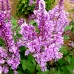 Liliac canadian Royalty - Arbusti ornamentali - AgroDenmar.ro