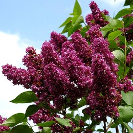 Liliac Charles Joly - tip pomisor - Arbusti ornamentali - AgroDenmar.ro