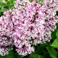 Liliac corean pitic Miss Kim