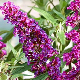 Liliac de vara Butterfly Tower Magenta - Arbusti ornamentali - AgroDenmar.ro