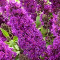 Liliac de vara Petite Tutti Frutti