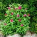 Liliac de vara Butterfly Candy Little Ruby - Arbusti ornamentali - AgroDenmar.ro