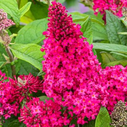 Liliac de vara Butterfly Candy Little Ruby - Arbusti ornamentali - AgroDenmar.ro