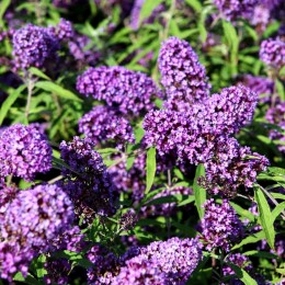 Liliac de vara Purple Emperor