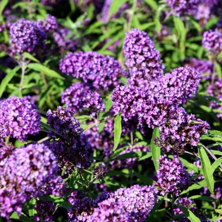 Liliac de vara Purple Emperor - Arbusti ornamentali - AgroDenmar.ro