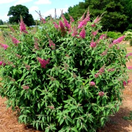 Liliac de vara Trippy Pink - Arbusti ornamentali - AgroDenmar.ro