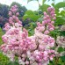 Liliac frumusetea Moscovei - tip tufa - Arbusti ornamentali - AgroDenmar.ro