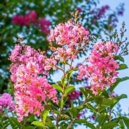 Liliac indian Petite Pink - Arbusti ornamentali - AgroDenmar.ro