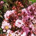 Liliac indian Petite Pink - Arbusti ornamentali - AgroDenmar.ro