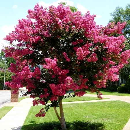 Liliac indian Rubra Magnifica - tip copac 4/6 - Arbusti ornamentali - AgroDenmar.ro