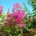 Liliac indian Superviolacea - Arbusti ornamentali - AgroDenmar.ro