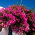 Bougainvillea - Floare de hartie culori mix - Arbusti ornamentali - AgroDenmar.ro Bougainvillea - Floare de hartie culori mix - Arbusti ornamentali - AgroDenmar.ro
