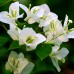 Bougainvillea - Floare de hartie culori mix - Arbusti ornamentali - AgroDenmar.ro Bougainvillea - Floare de hartie culori mix - Arbusti ornamentali - AgroDenmar.ro