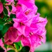 Bougainvillea - Floare de hartie culori mix - Arbusti ornamentali - AgroDenmar.ro Bougainvillea - Floare de hartie culori mix - Arbusti ornamentali - AgroDenmar.ro
