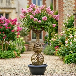 Lagerstroemia indica Amfora - trunchiuri impletite
