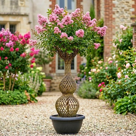 Lagerstroemia indica Amfora - trunchiuri impletite - Arbusti ornamentali - AgroDenmar.ro