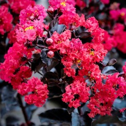 Liliac indian Black Diamond Best Red - Arbusti ornamentali - AgroDenmar.ro