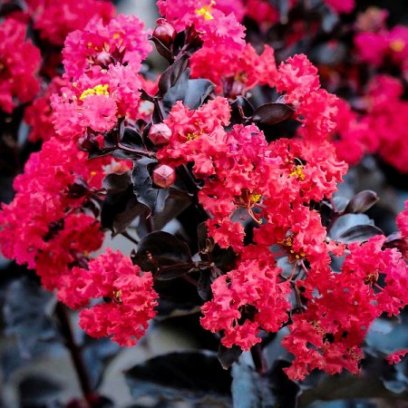 Liliac indian Black Diamond Best Red - Arbusti ornamentali - AgroDenmar.ro